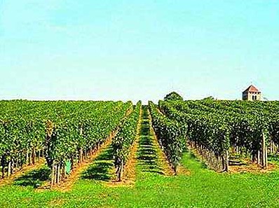 迪金庄园法国AOC红葡萄酒(Chateau Domaine