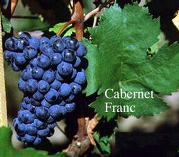嘉本纳弗朗克(cabernet franc) 用嘉本纳弗朗所酿造的美酒有着和嘉