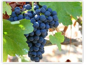 Cabernet%20Sauvignon%20.jpg